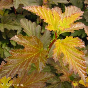 PHYSOCARPUS OPU CENTER GLOW