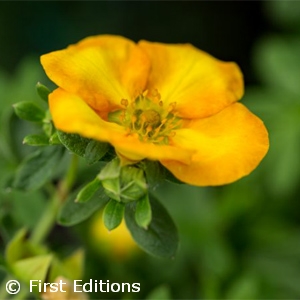 POTENTILLA FRU MANDARIN TANGO