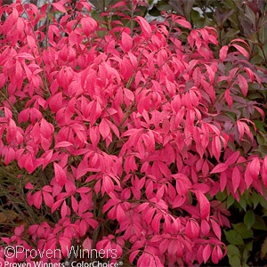 EUONYMUS ALA UNFORGETTABLE FIR