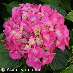 HYDRANGEA MAC MERRITTS SUPREME