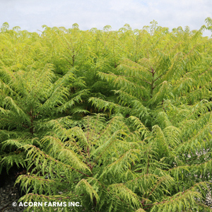 RHUS TYPHINA TIGER EYE