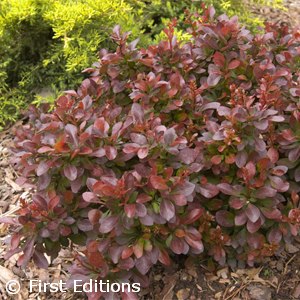 BERBERIS THU CABERNET