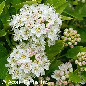 PHYSOCARPUS OPU TINY WINE GOLD