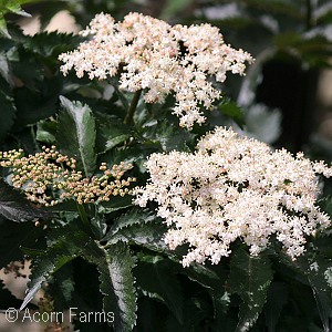 SAMBUCUS NIG BLACK TOWER