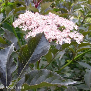 SAMBUCUS NIG GUINCHO PURPLE