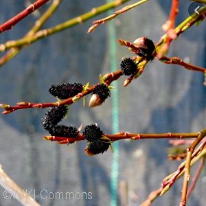 SALIX MELANOSTACHYS