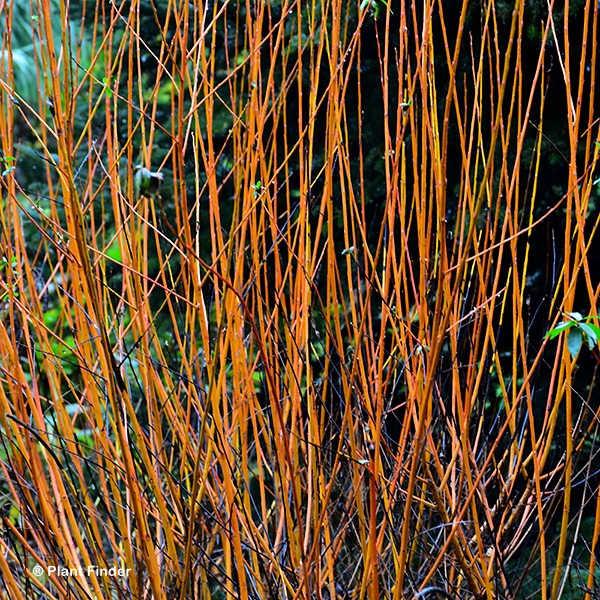 SALIX ALBA FLAME