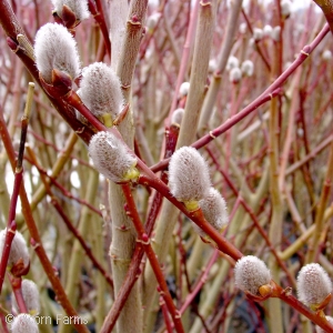 SALIX DISCOLOR