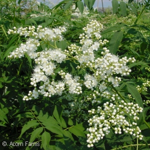 SORBARIA SORBIFOLIA