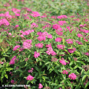 SPIRAEA X BUM ANTHONY WATERER