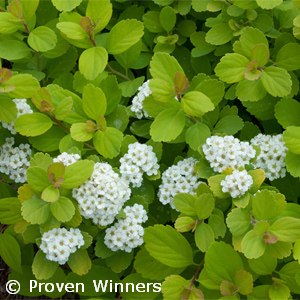 SPIRAEA BET GLOW GIRL