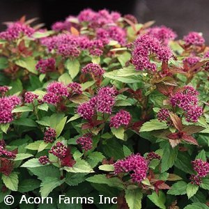 SPIRAEA X BUM MAGIC CARPET