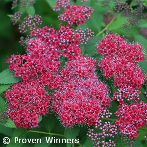 SPIRAEA JAP DOUBLE PLAY RED