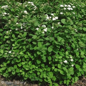 SPIRAEA BETULIFOLIA TOR