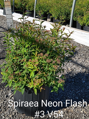 SPIRAEA JAP NEON FLASH