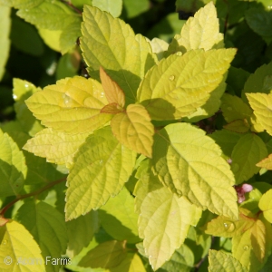 SPIRAEA GOLDMOUND