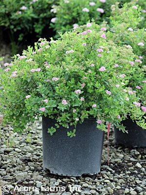 SPIRAEA JAP LITTLE PRINCESS