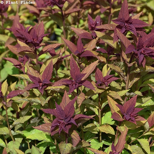 SPIRAEA JAP DOUBLE PLAY DOOZIE