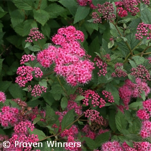 SPIRAEA JAP DOUBLE PLAY PINK