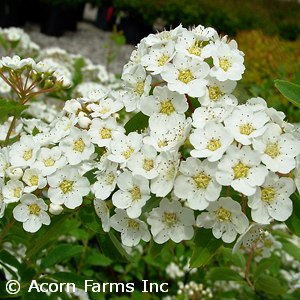 SPIRAEA VAN RENAISSANCE