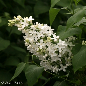 SYRINGA HYA ANGEL WHITE