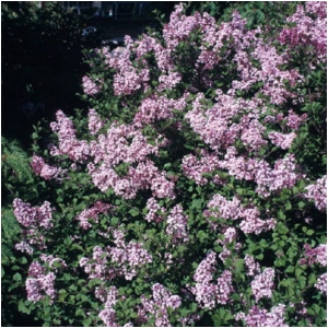 SYRINGA MEYERI