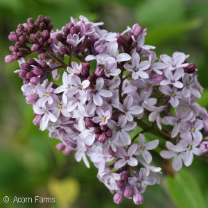 SYRINGA VUL BELLE DE NANCY