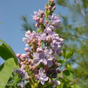 SYRINGA VULGARIS