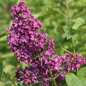 SYRINGA VUL YANKEE DOODLE