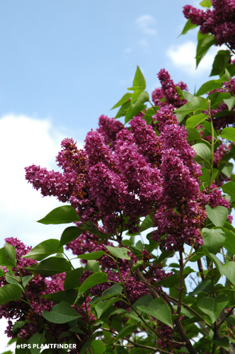 SYRINGA VUL CHARLES JOLY