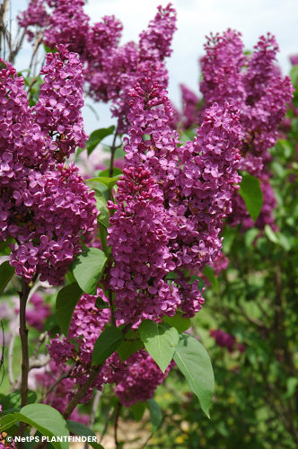 SYRINGA VUL LUDWIG SPAETH