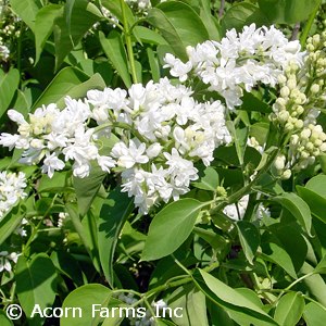 SYRINGA VUL MME LEMOINE