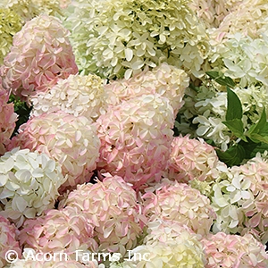 HYDRANGEA PAN QUICK FIRE FAB