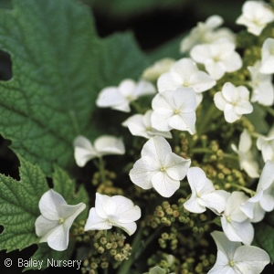 HYDRANGEA QUE SNOW QUEEN