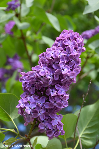 SYRINGA HYA POCAHONTAS