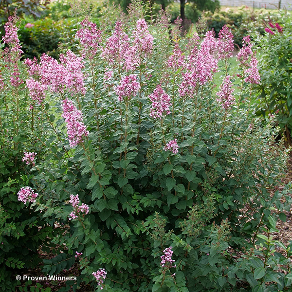 SYRINGA BLOOMERANG BALLET