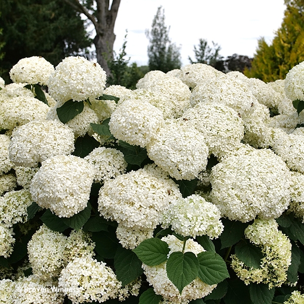 HYDRANGEA INCRDBLL STORM PROOF