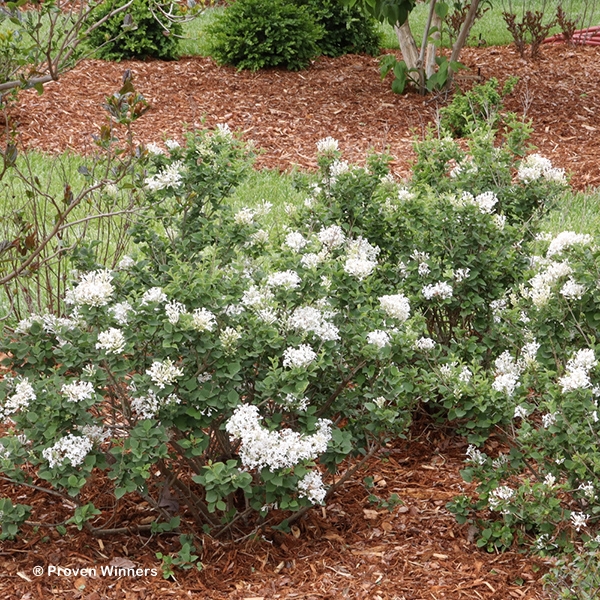 SYRINGA BLOOMERANG SHOWMOUND