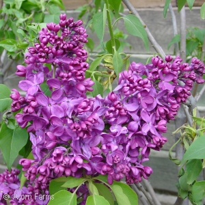 SYRINGA VUL MONGE