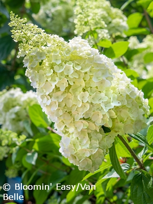 HYDRANGEA PAN MOONROCK