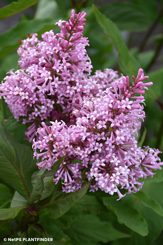 SYRINGA PRE JAMES MACFARLANE