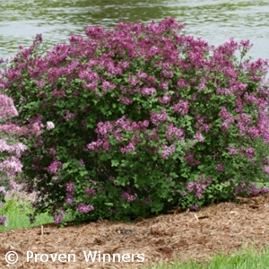 SYRINGA BLOOMERANG DARK PURPLE