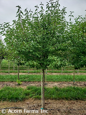 VIBURNUM LENTAGO HOMEFREE