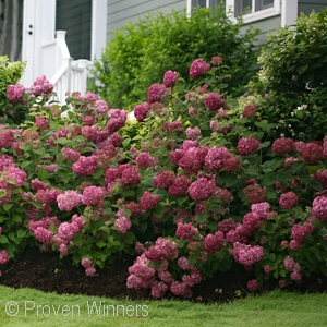 HYDRANGEA INVINCE MINI MAUVETT