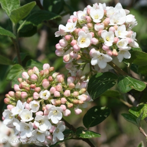 VIBURNUM CARLCEPHALUM