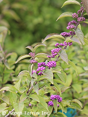 CALLICARPA DIC EARLY AMETHYST