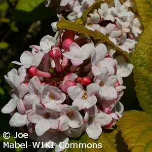 VIBURNUM CARLESII COMPACTUM