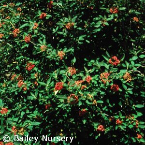 VIBURNUM RHY ALLEGHANY