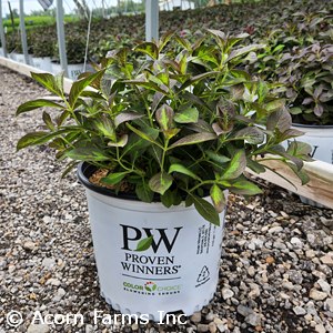 WEIGELA FLO VINHO VERDE