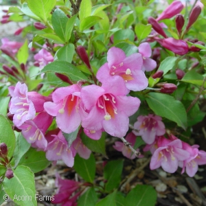 WEIGELA FLO MINUET